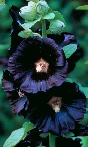 Купить оптом в Ботанике семена Шток роза Чёрная УД бренд Уральский дачник