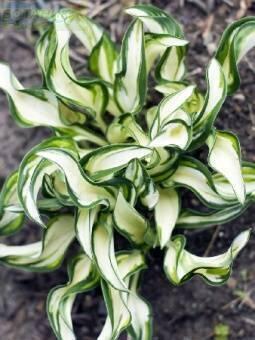 Купить оптом в Ботанике Хоста Фейерверк 1 шт