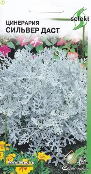 Купить оптом в Ботанике семена Цинерария Сильвер Даст ССО бренд Сортсемовощ
