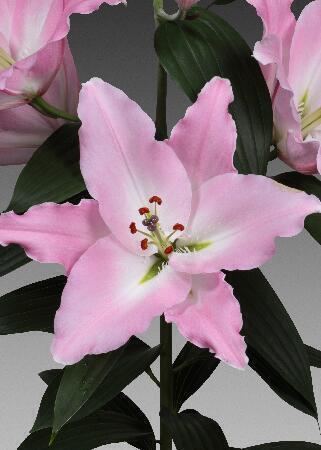 Купить оптом в Ботанике Лилия Грация 5 шт