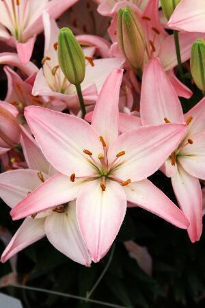 Купить оптом в Ботанике Лилия Соракаба 7 шт