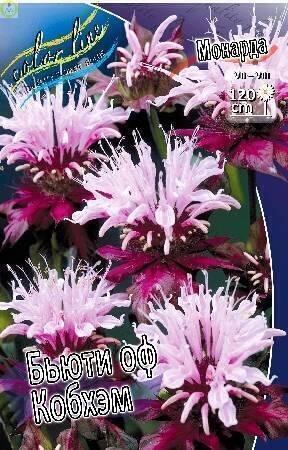 Купить оптом в Ботанике Монарда Бьюти оф Комхем 50шт