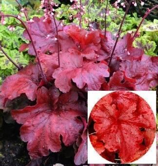 Купить оптом в Ботанике Гейхера Файр Аларм 1 шт