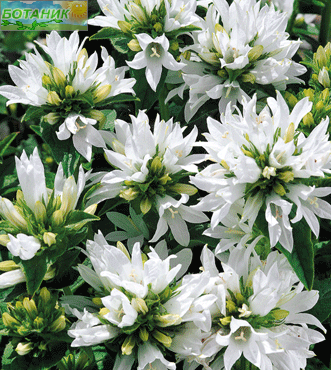 Купить оптом в Ботанике семена Колокольчик Белое облако Аэл бренд Аэлита