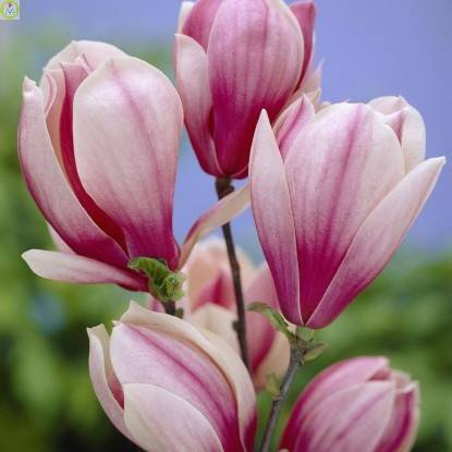 Купить оптом в Ботанике Магнолия Рэд Лаки