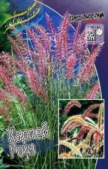 Купить оптом в Ботанике Пеннисетум Карлей роуз 2 шт