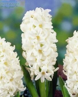 Купить оптом в Ботанике Гиацинт Топ Уайт 5 шт
