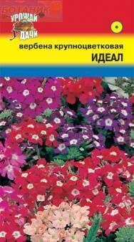 Купить оптом в Ботанике семена Вербена Идеал УУ бренд Урожай Удачи