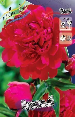 Купить оптом в Ботанике Пион Красный 25 шт
