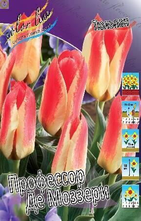 Купить оптом в Ботанике Тюльпан Профессор Де Моззери 11/12 100 шт