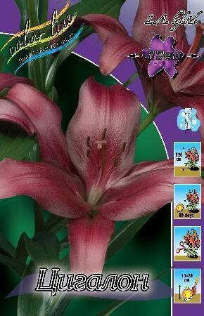 Купить оптом в Ботанике Лилия Цигалон 10 шт