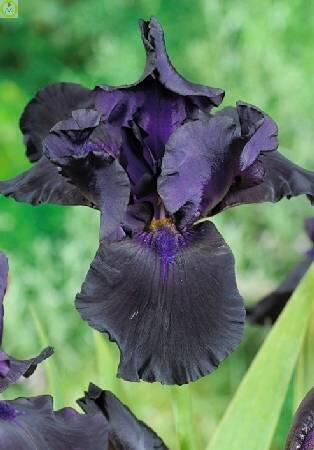 Купить оптом в Ботанике Ирис Блэк Драгон 2 шт