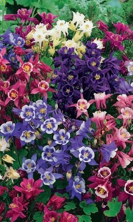 Купить оптом в Ботанике семена Аквилегия Башмачки эльфов УД бренд Уральский дачник