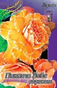 Купить оптом в Ботанике Бегония Пикоти Лейс априкот 3 шт