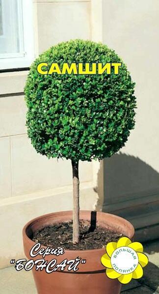 Купить оптом в Ботанике семена Самшит Вечнозеленый УУ бренд Урожай Удачи