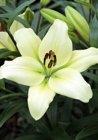 Купить оптом в Ботанике Лилия Курьер 25 шт