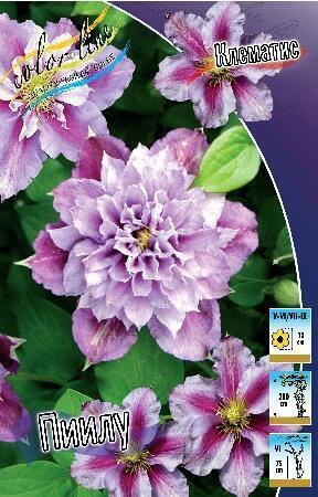 Купить оптом в Ботанике Клематис Пиилу (махровый) 2 шт