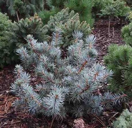 Купить оптом в Ботанике Ель колючая Мекки C1.5