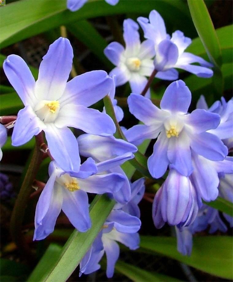 Купить оптом в Ботанике Хионодокса Гигантская Блю 150 шт