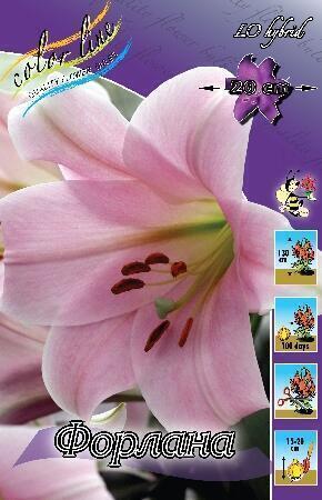 Купить оптом в Ботанике Лилия Форлана 5 шт