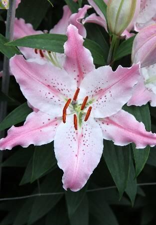 Купить оптом в Ботанике Лилия Виртуозо 5 шт 