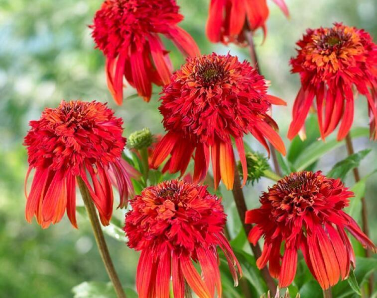 Купить оптом в Ботанике Эхинацея Хот Папайя 1 шт