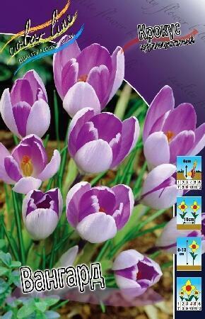 Купить оптом в Ботанике Крокус Вангард 10 шт