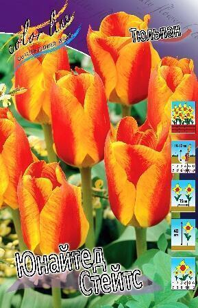 Купить оптом в Ботанике Тюльпан Юнайтед Стейтс 10 шт