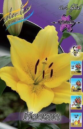 Купить оптом в Ботанике Лилия Нардо 5 шт