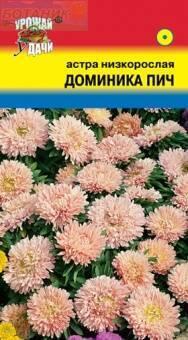 Купить оптом в Ботанике семена Астра Доминика Пич УУ бренд Урожай Удачи