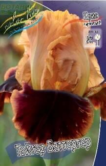 Купить оптом в Ботанике Ирис Тайгер Баттер 2 шт