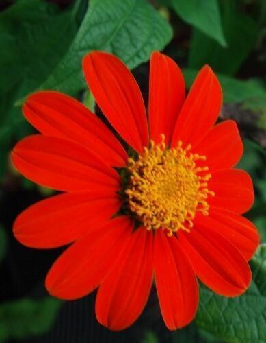 Купить оптом в Ботанике семена Титония Ред Тач Акв бренд Акварель