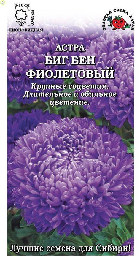 Купить оптом в Ботанике семена Астра Биг Бен фиолетовый ЗС бренд Золотая сотка