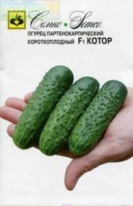 Купить оптом в Ботанике семена Огурец Котор F1 Сем бренд Семко