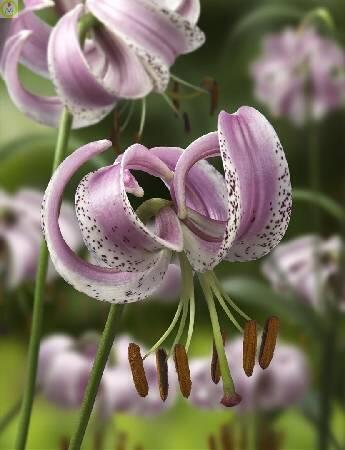 Купить оптом в Ботанике Лилия Ланконгская 2 шт 