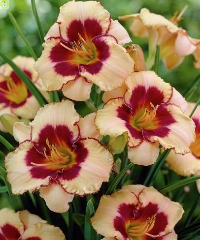 Купить оптом в Ботанике Лилейник Алакуа 1 шт 