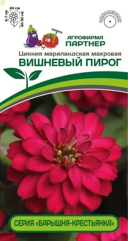 Купить оптом в Ботанике семена Цинния Вишневый пирог Пар бренд Партнер