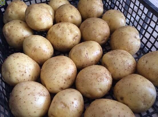 Купить оптом в Ботанике Картофель семенной Коломба  Р1 1кг (мешки 25-30кг)+/-2%