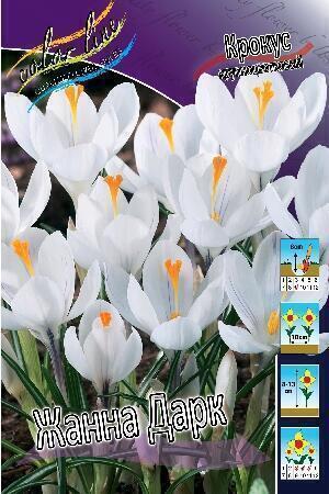 Купить оптом в Ботанике Крокус Жанна Дарк 10 шт