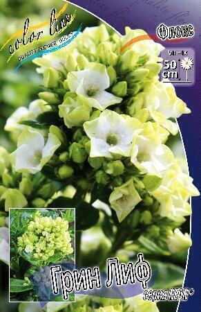 Купить оптом в Ботанике Флокс Грин Лиф Neonl 2 шт