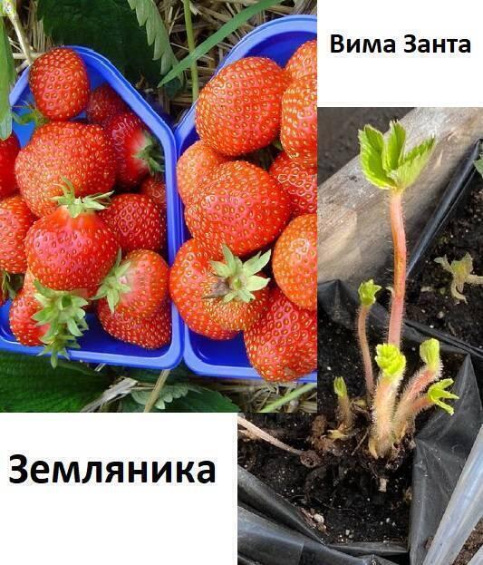 Купить оптом в Ботанике Земляника Вима Занта туба