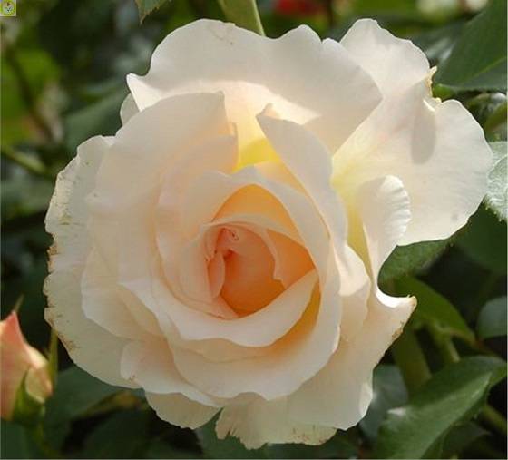 Купить оптом в Ботанике Роза Лунаси 1 шт шраб