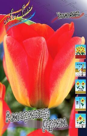 Купить оптом в Ботанике Тюльпан Американ Дрим 10 шт