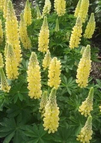 Купить оптом в Ботанике семена Люпин Канделябр Акв бренд Акварель