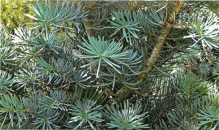 Купить оптом в Ботанике Пихта одноцветная P9