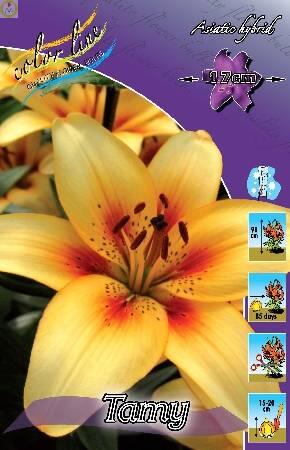 Купить оптом в Ботанике Лилия Тату 7 шт