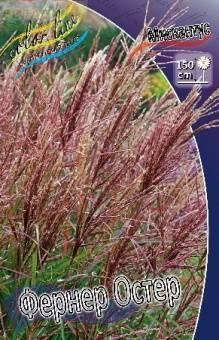 Купить оптом в Ботанике Мискантус Фернер Остер 1 шт