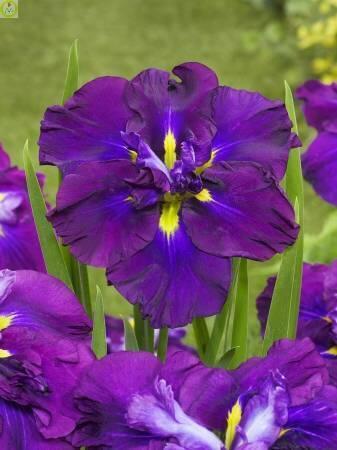 Купить оптом в Ботанике Ирис Динерплейт Блюберри Пай 25шт