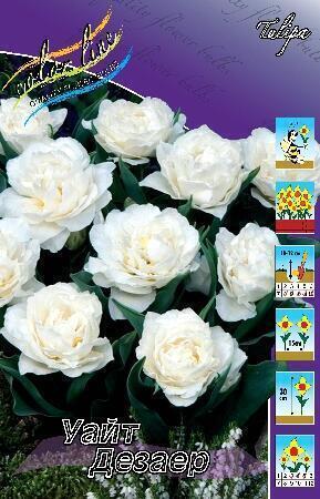 Купить оптом в Ботанике Тюльпан Уайт Дезаер 10 шт