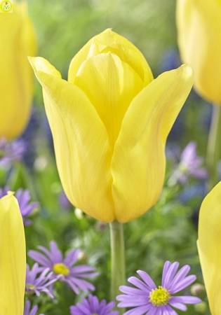 Купить оптом в Ботанике Тюльпан Болроял Ханни 10 шт